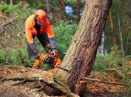 Why Choose Our Tree Removal Services in Chapel Hill, TN?