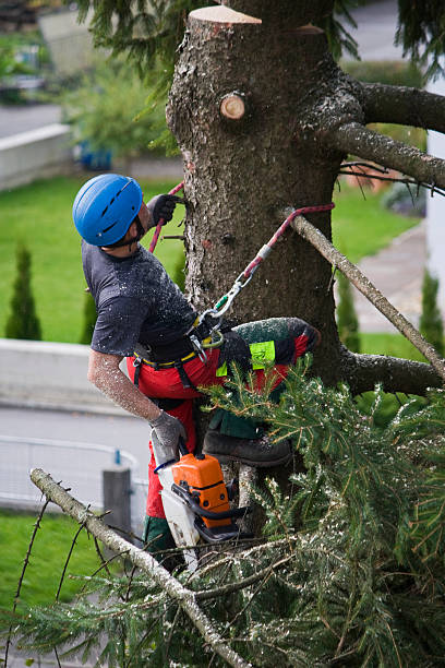 Trusted Chapel Hill, TN Tree Services Experts