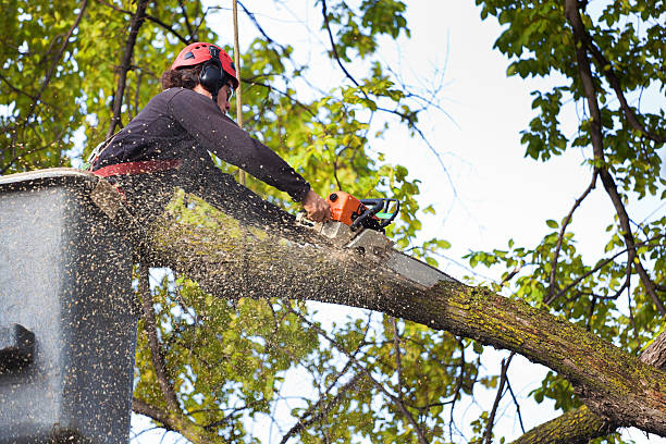 Mulching Services in Chapel Hill, TN